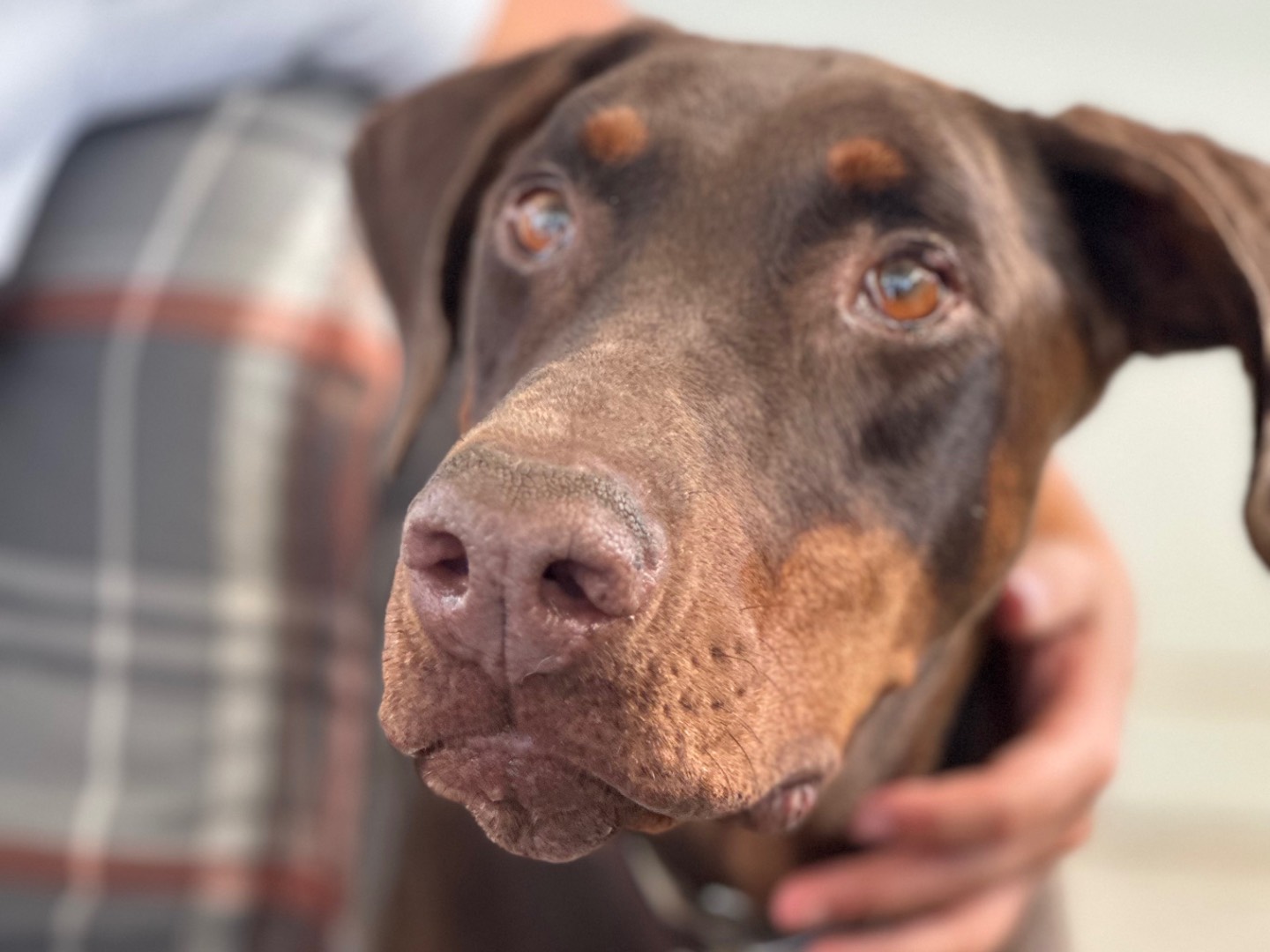 Vuoi adottare un cane a Milano?