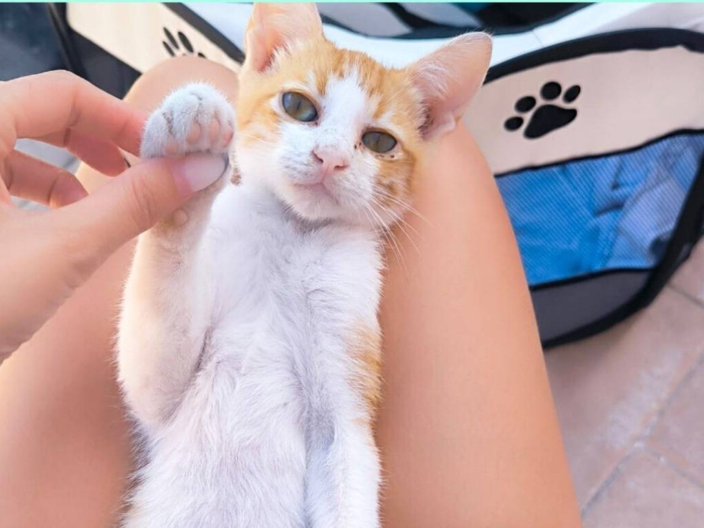 Adozione gatto, maschio, Razza sconosciuta Razza sconosciuta, 3 mesi, taglia non valida, Torino