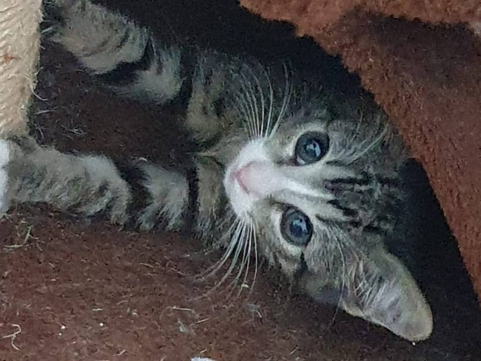 Adotta un gatto, femmina, 4 mesi, Napoli