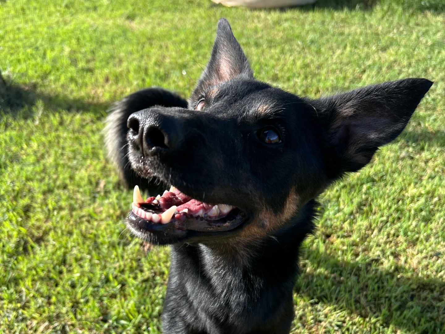 Adozione cane, maschio, Pinscher Razza sconosciuta, 3 anni e 2 mesi, taglia media contenuta, Latina