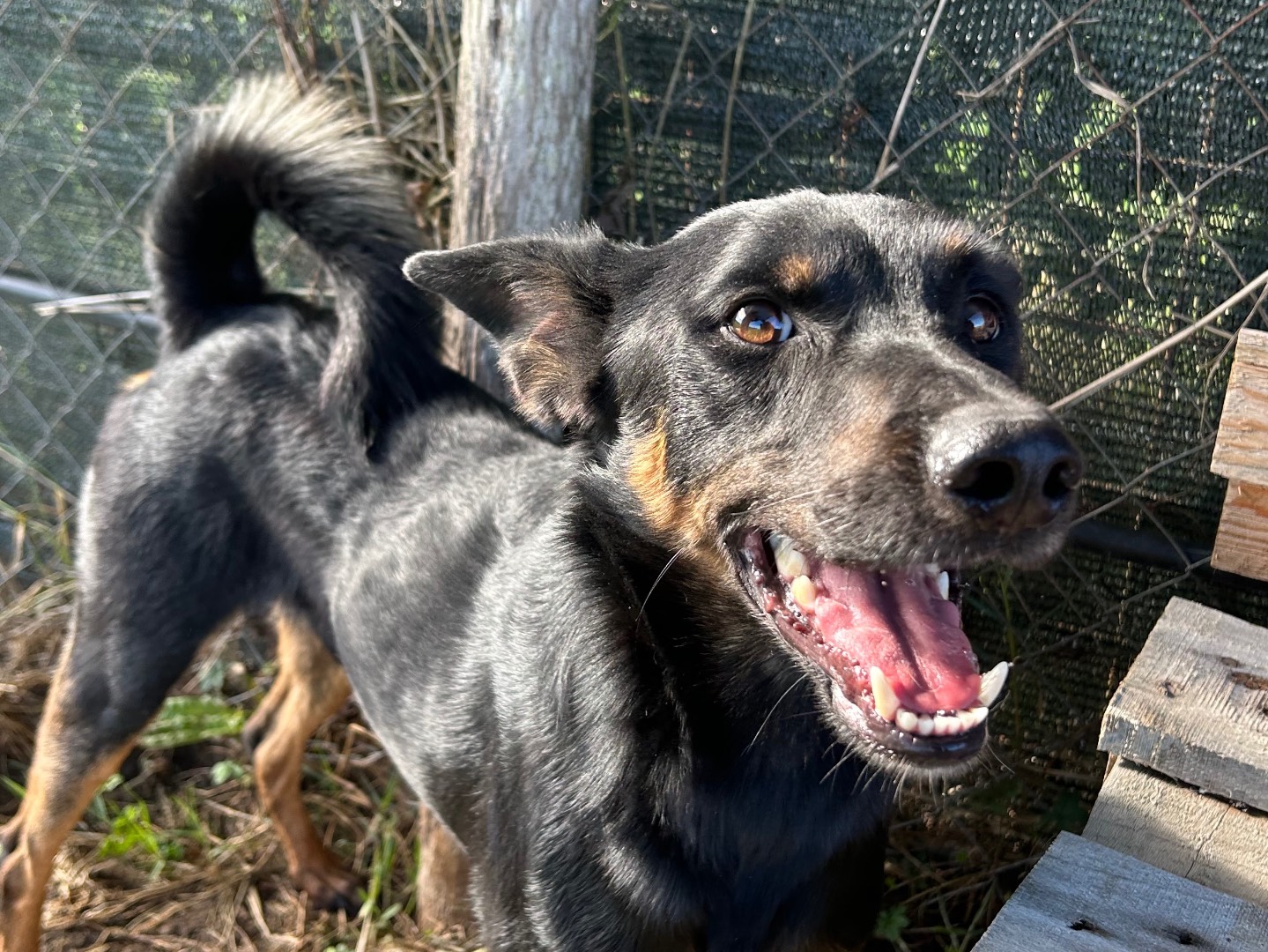 Adotta un cane, maschio, 3 anni e 2 mesi, Latina