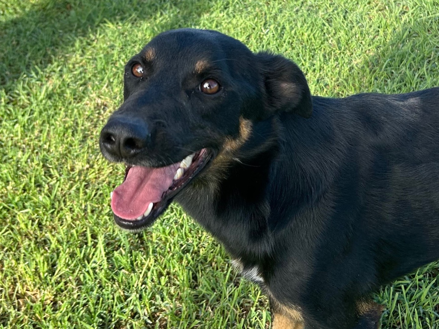 Adotta un cane, taglia media contenuta, maschio, Latina