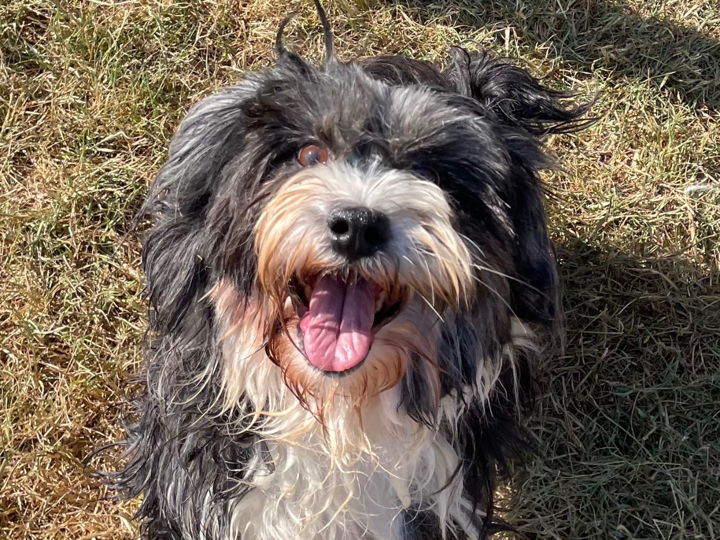 Adozione cane, maschio, Shih Tzu Razza sconosciuta, 7 anni e 9 mesi, taglia piccola, Latina