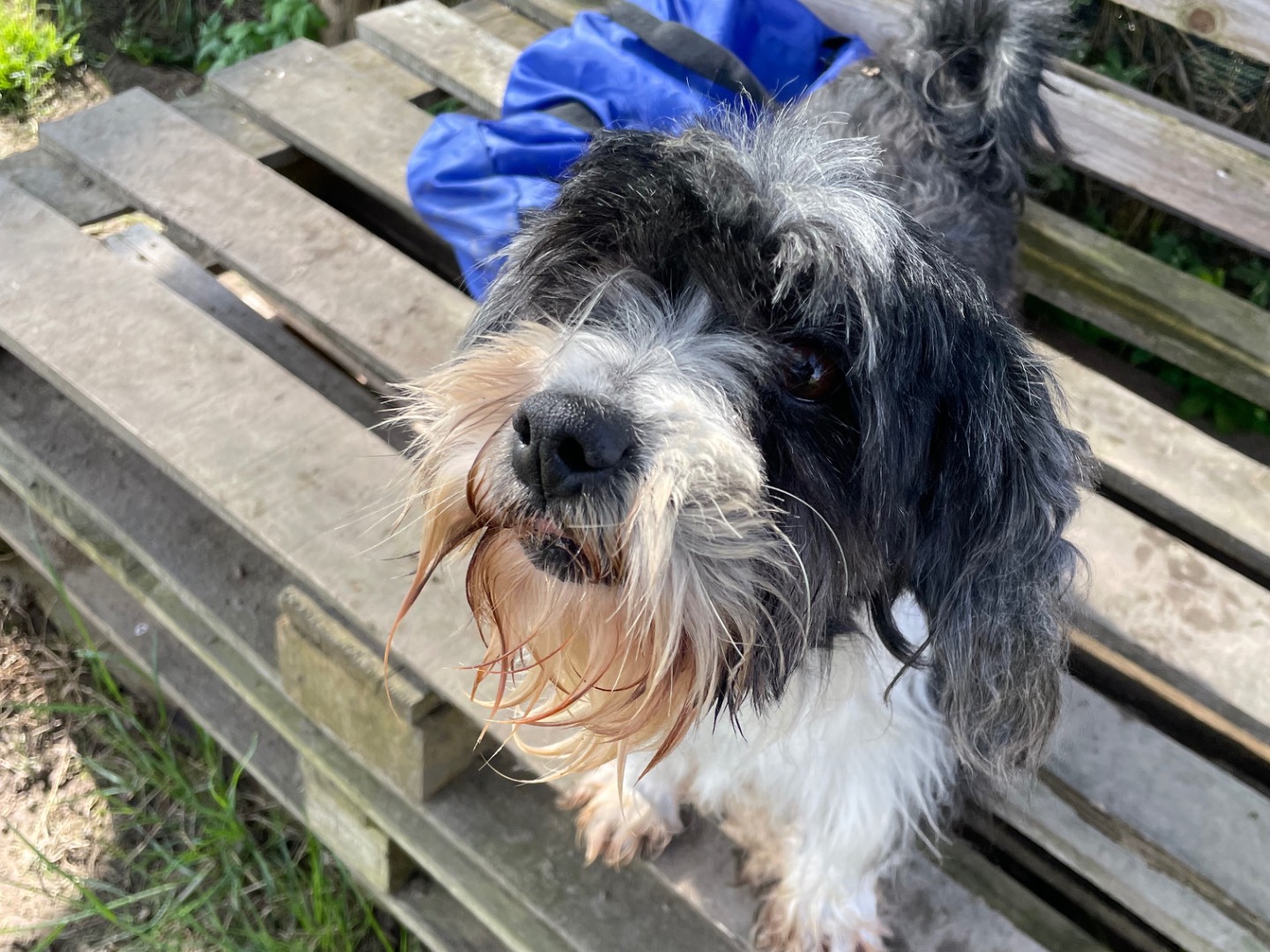 Adotta un cane, maschio, 7 anni e 9 mesi, Latina