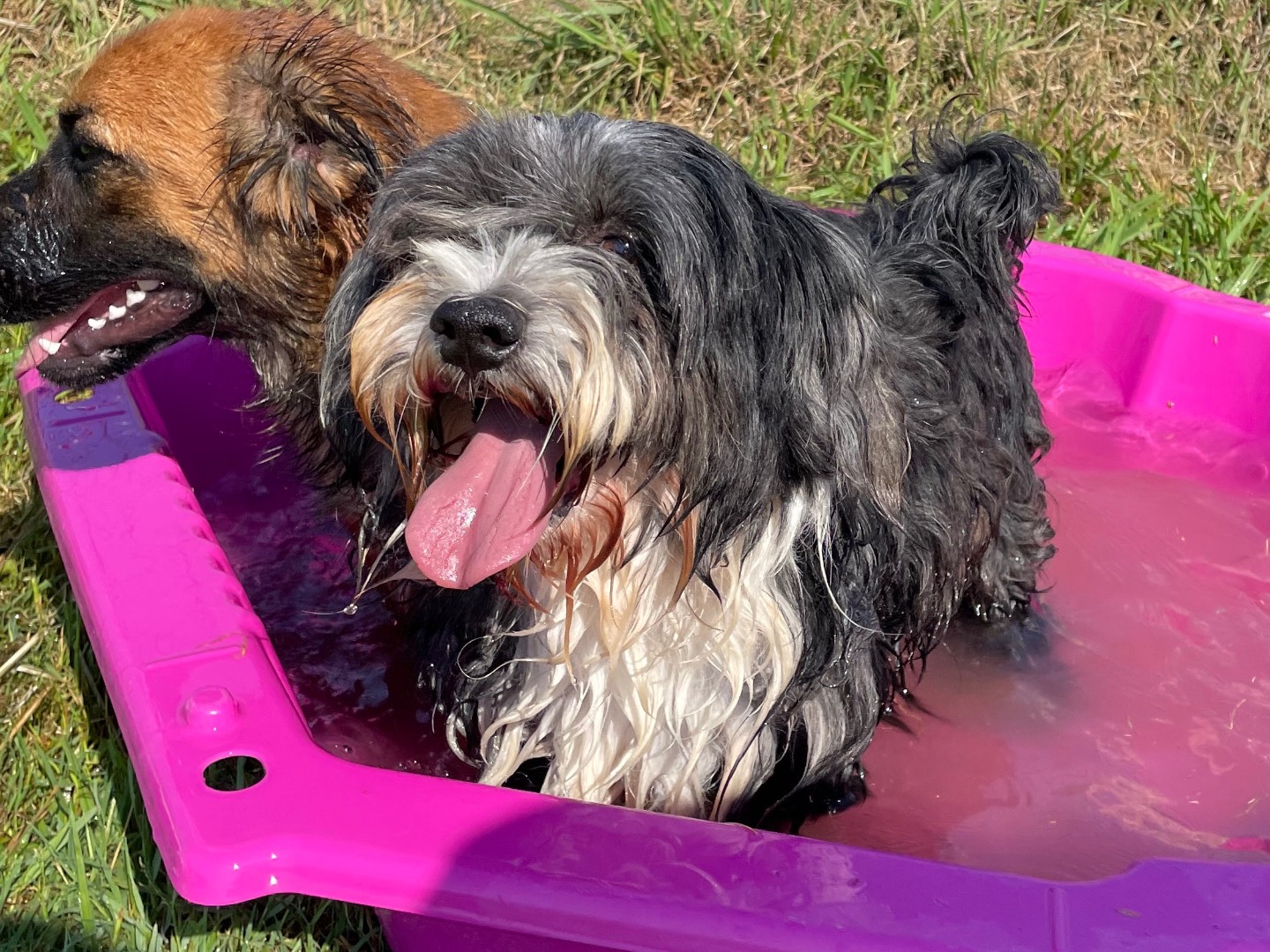 Adotta il cane Mold a Latina