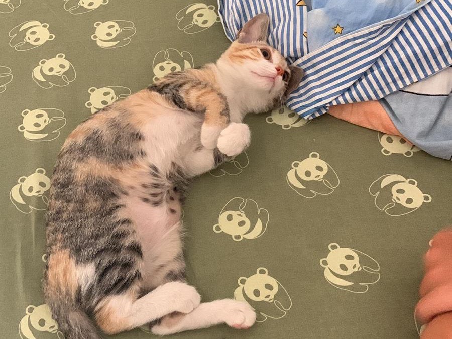 Adotta un gatto, femmina, 3 mesi, Frosinone
