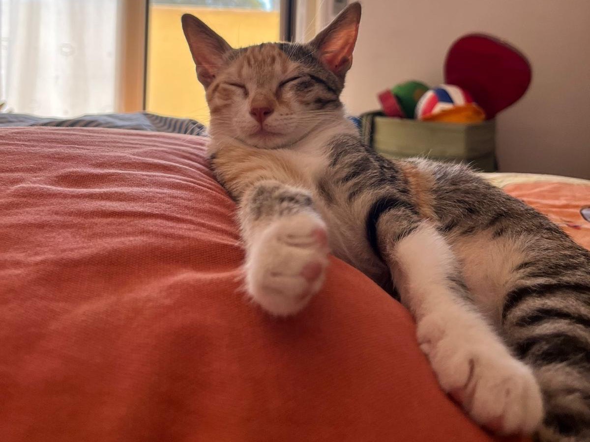 Adotta un gatto, taglia non valida, femmina, Frosinone
