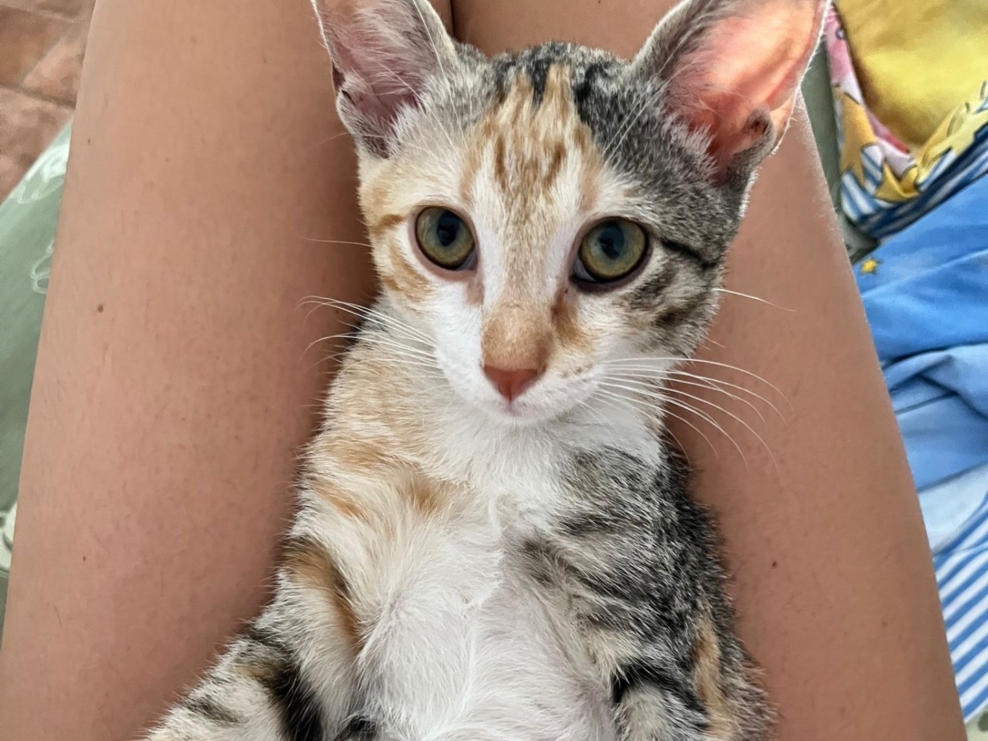Vuoi adottare un gatto a Frosinone?