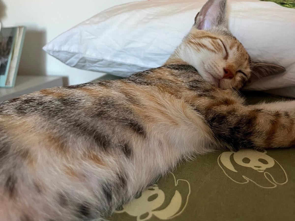 Adotta il gatto Gioia a Frosinone