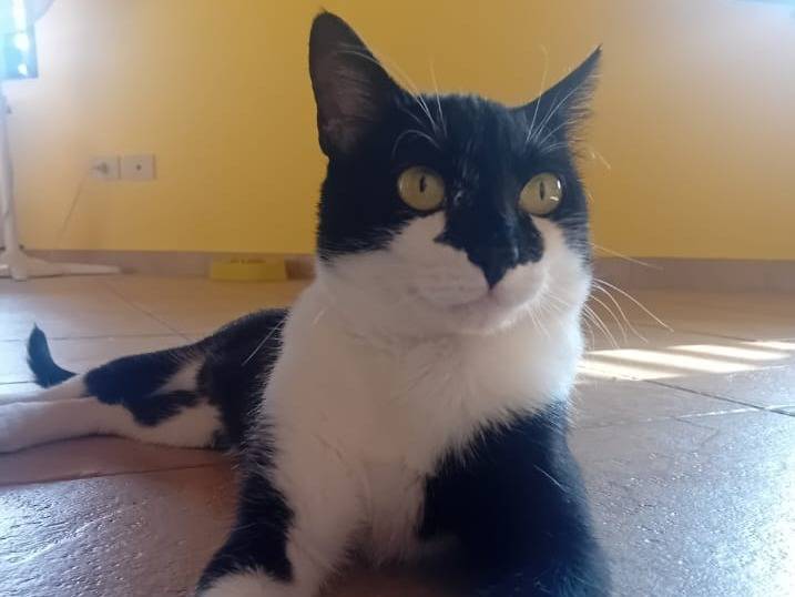 Adozione gatto, femmina, Razza sconosciuta Razza sconosciuta, 1 anno e 6 mesi, taglia non valida, Forl