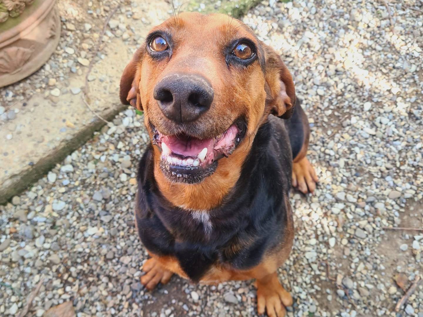 Adozione cane, maschio, Segugio Razza sconosciuta, 8 anni, taglia media contenuta, Firenze