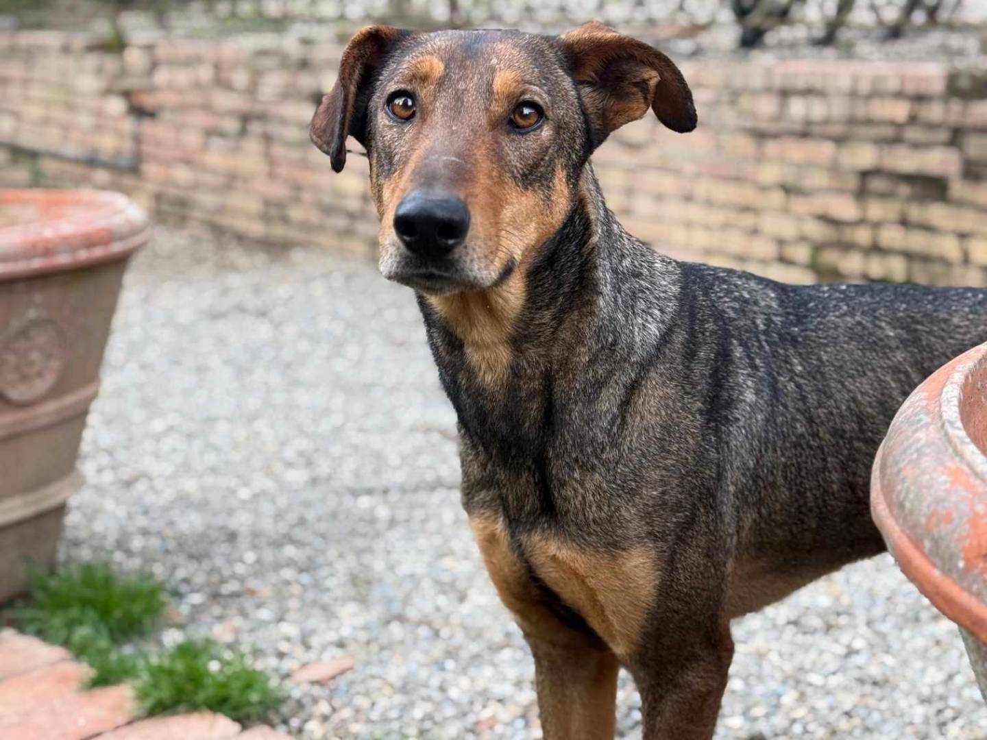 Adozione cane, maschio, Dobermann Cane lupo Cecoslovacco, 3 anni, taglia grande, Firenze