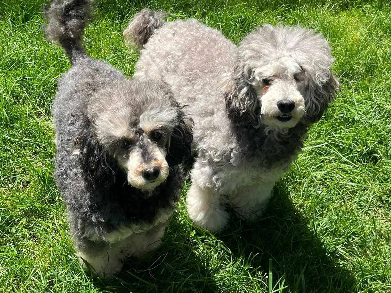 Adozione cane, femmina, Barbone Razza sconosciuta, 10 anni, taglia piccola, Firenze