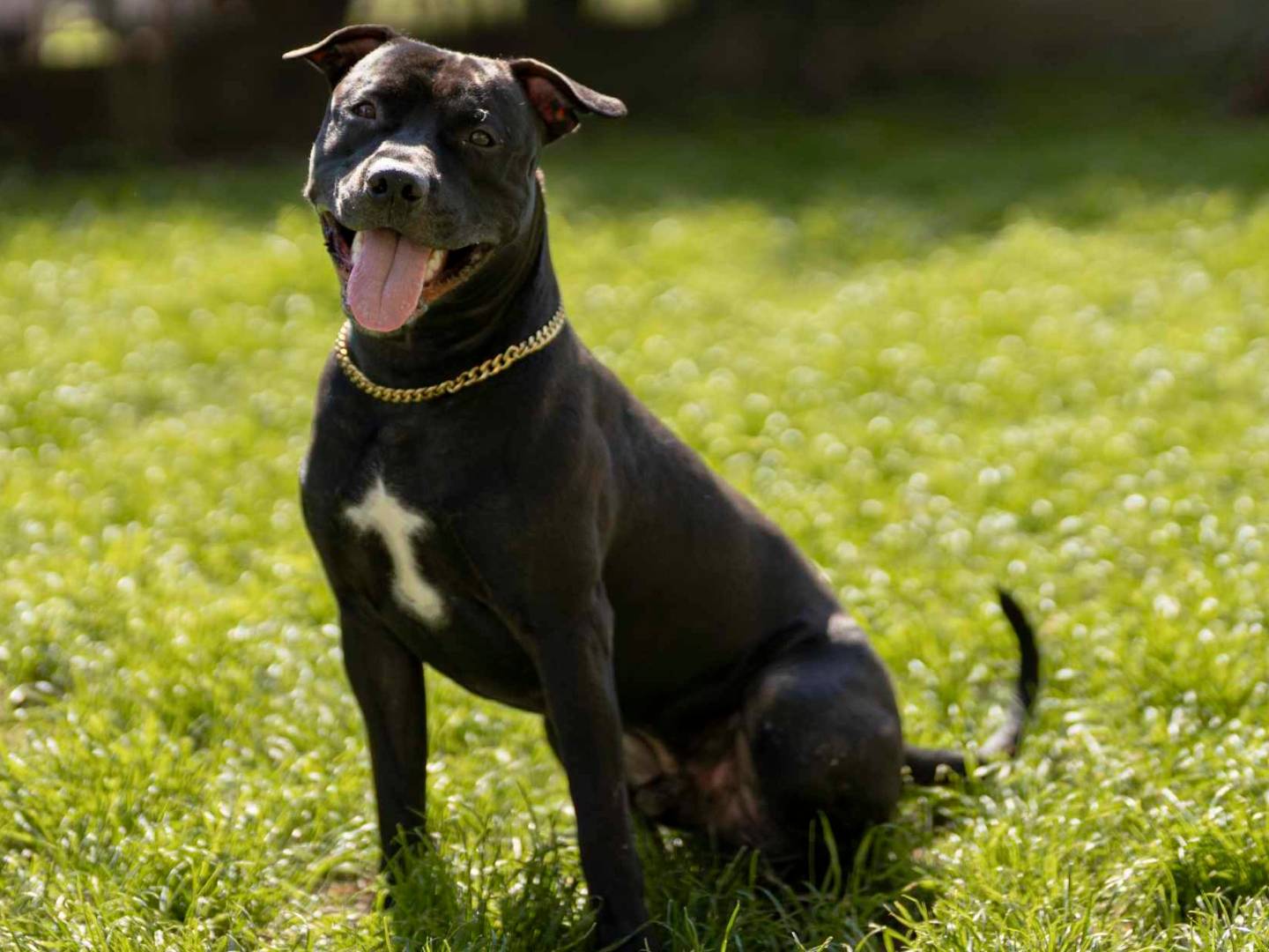 Adozione cane, maschio, Pitbull Razza sconosciuta, 9 mesi, taglia media, Firenze