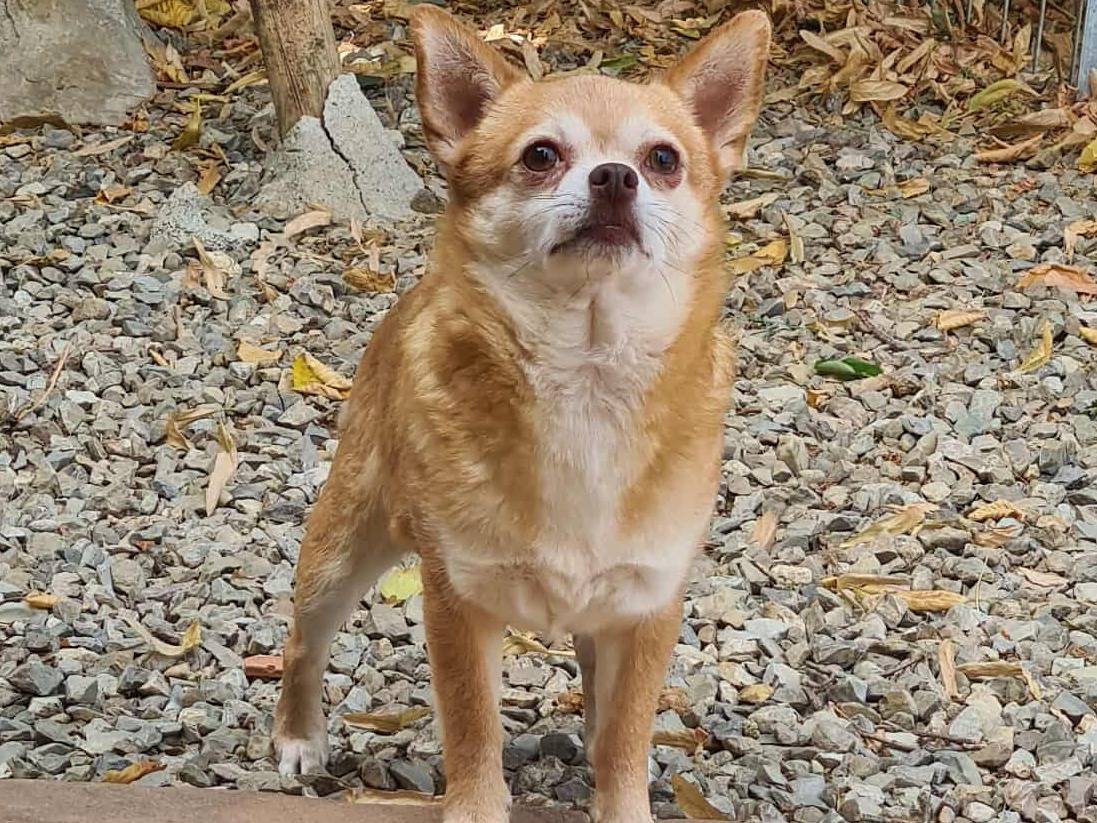 Adozione cane, maschio, Chihuahua Razza sconosciuta, 3 anni e 3 mesi, taglia piccola, Firenze