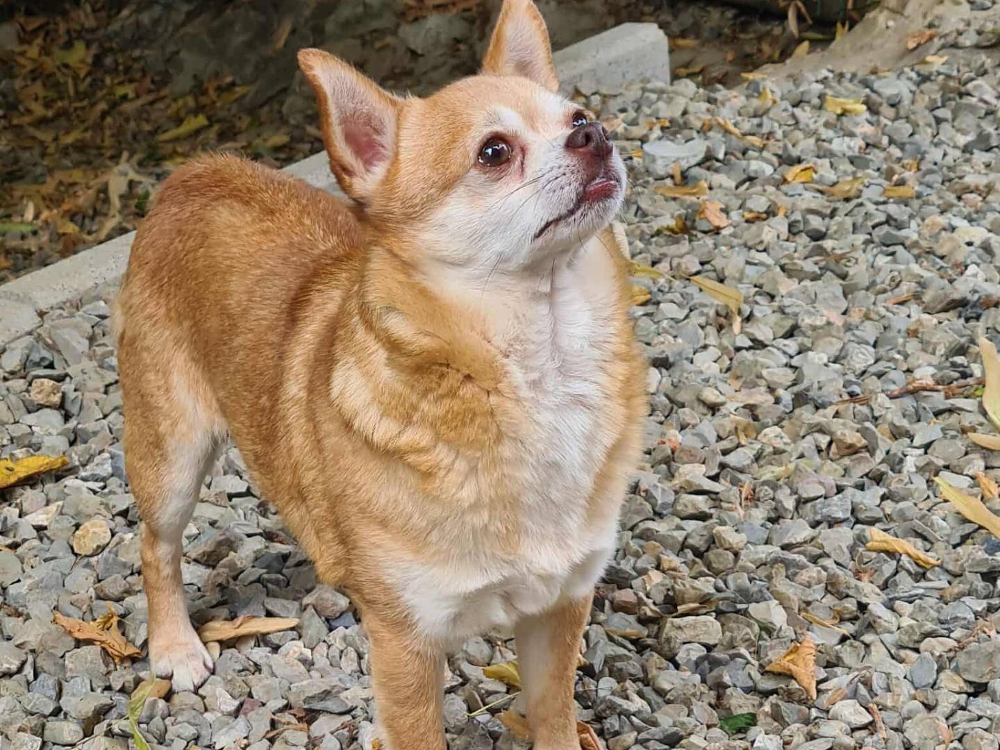 Adotta il cane MANDARINO a Firenze