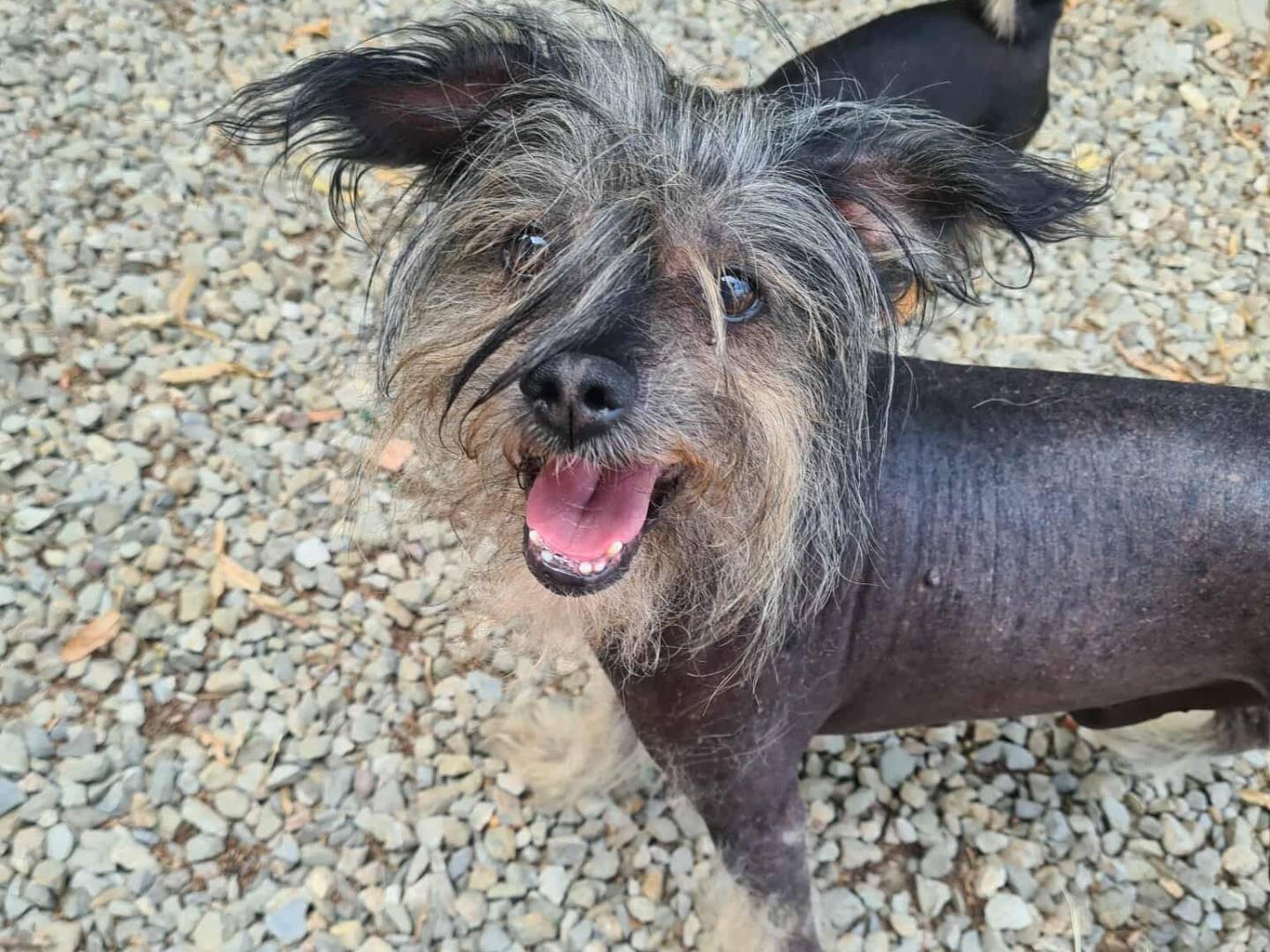 Adotta il cane KIWI a Firenze