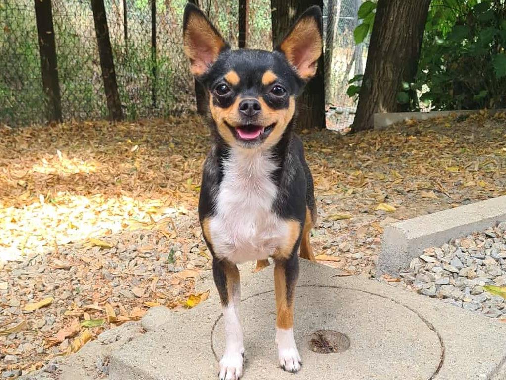 Adotta un cane, femmina, 3 anni e 3 mesi, Firenze