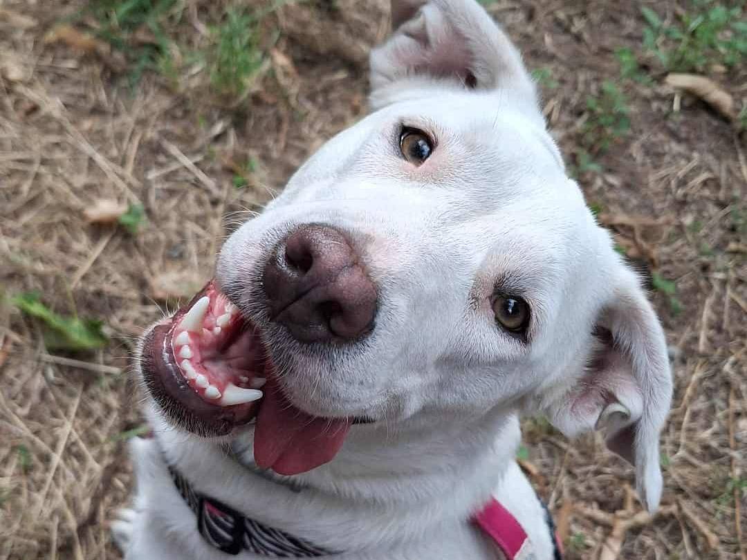 Adozione cane, femmina, Razza sconosciuta Razza sconosciuta, 1 anno e 10 mesi, taglia media, Firenze