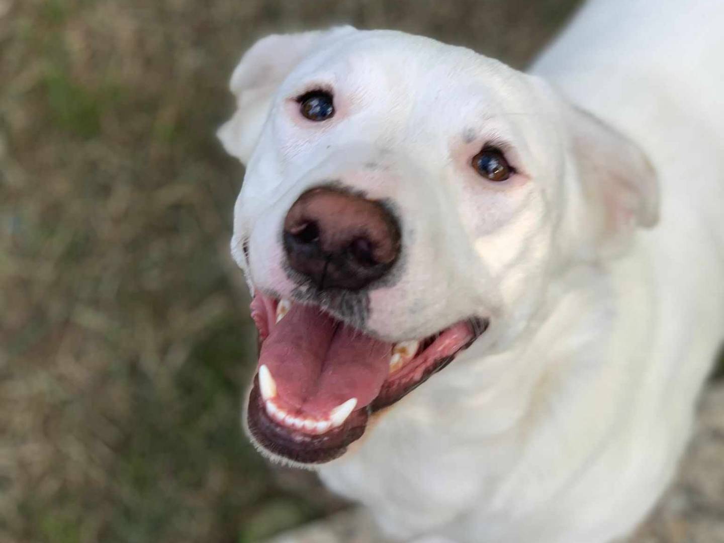 Adotta un cane, femmina, 1 anno e 10 mesi, Firenze
