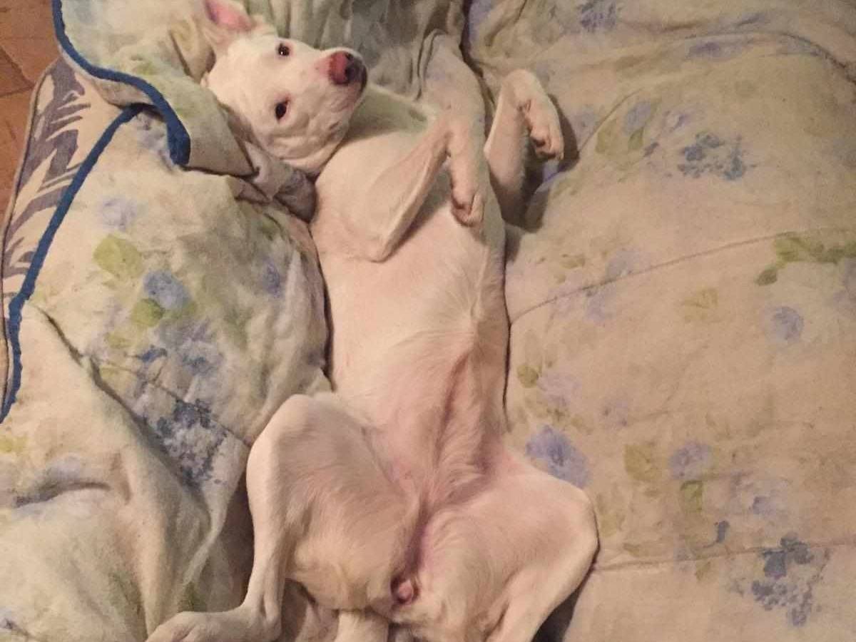 Adotta un cane, taglia media, femmina, Firenze