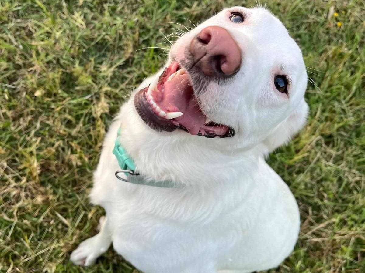 Vuoi adottare un cane a Firenze?
