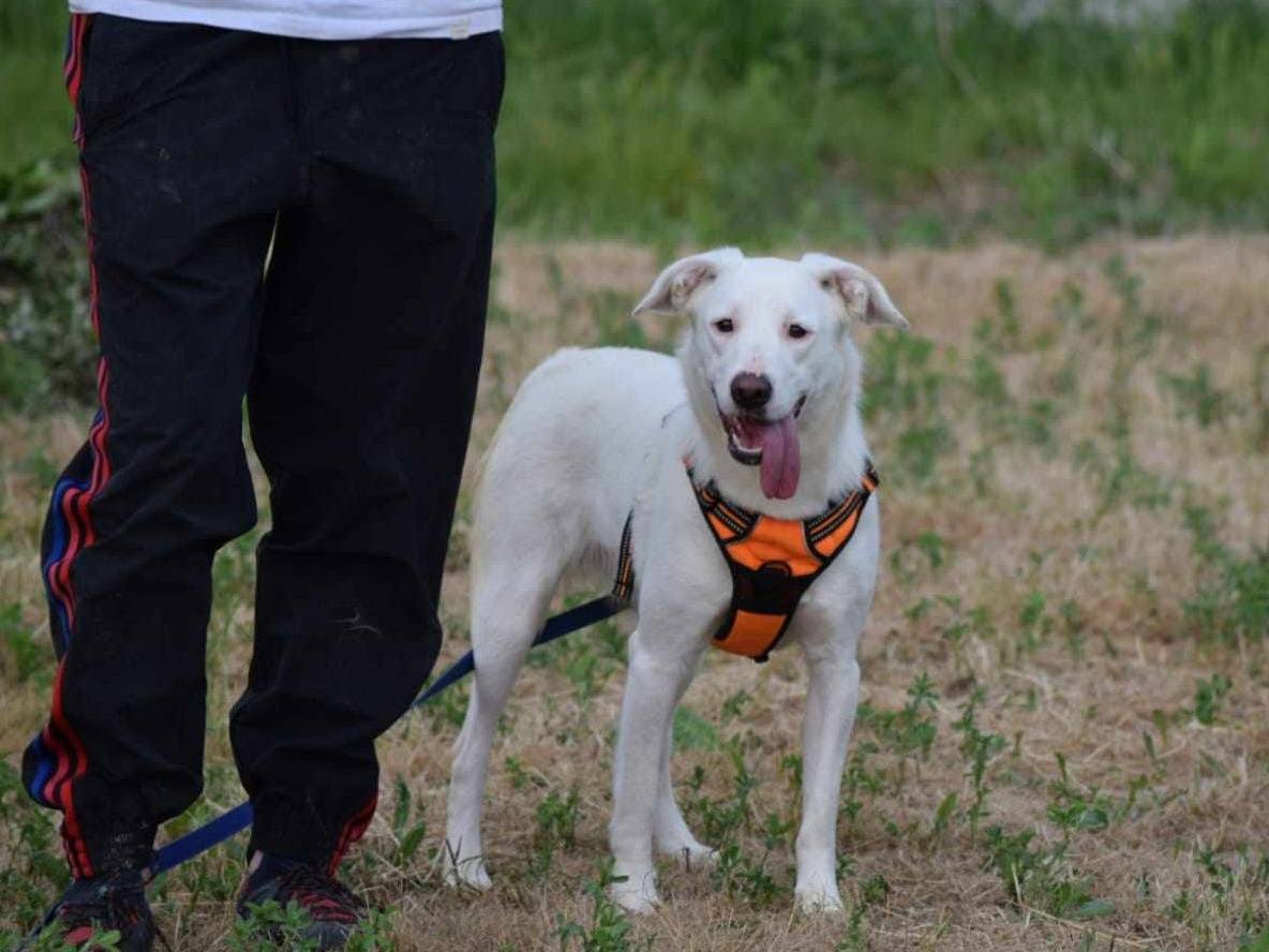Adotta il cane LOUISE a Firenze