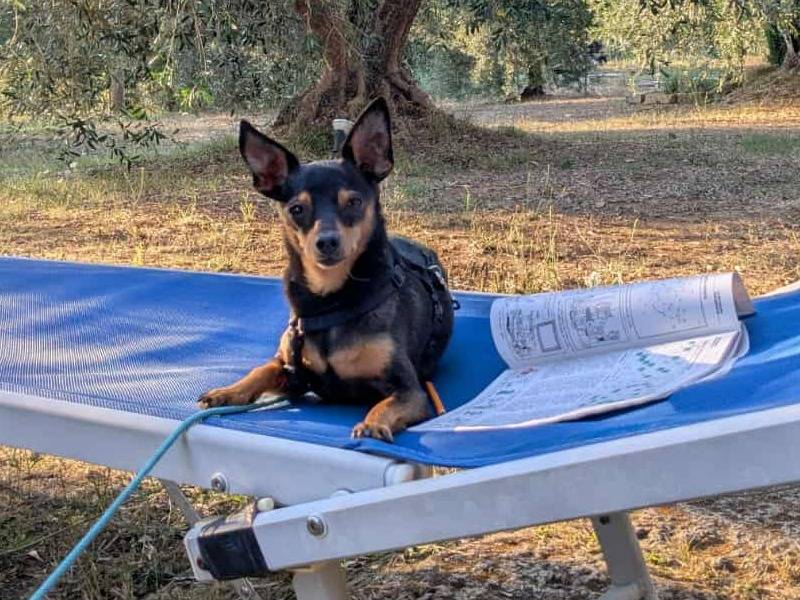 Adotta il cane STARLET a Firenze