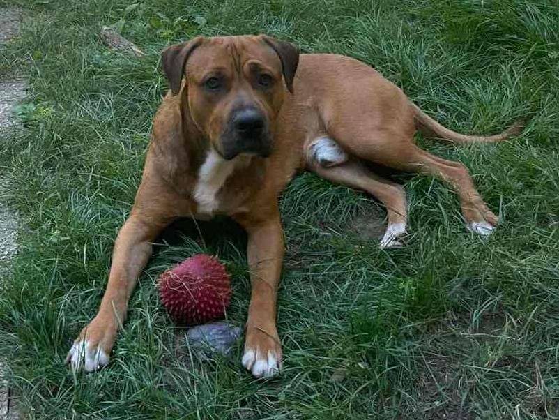 Foto 2 dell'animale