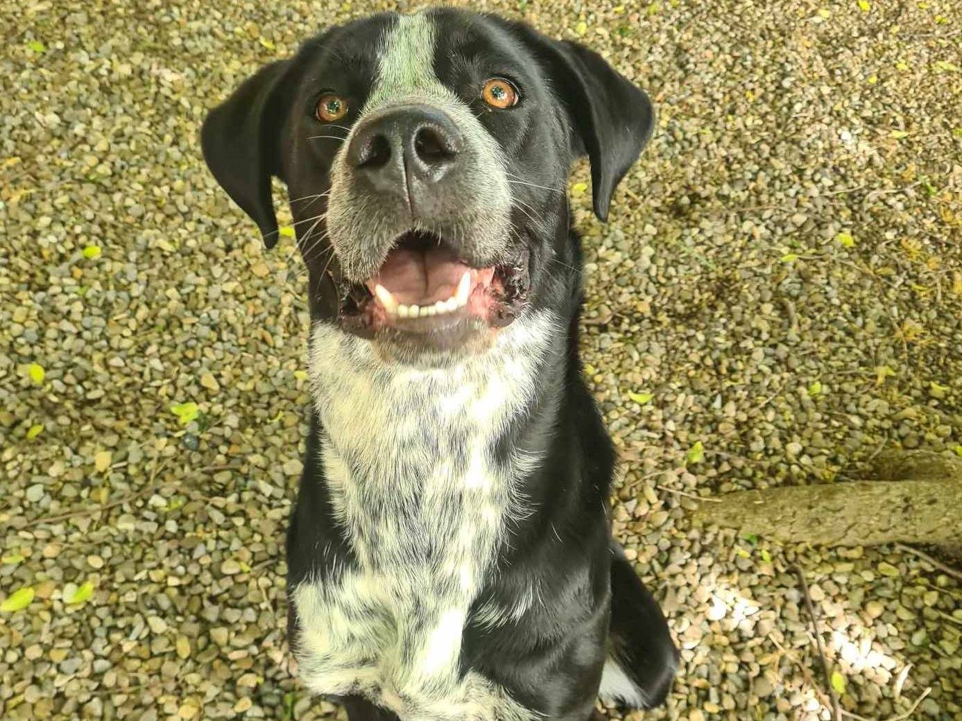 Adotta un cane, femmina, 1 anno, Firenze
