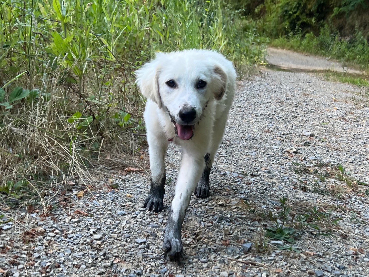 Vuoi adottare un cane a Savona?