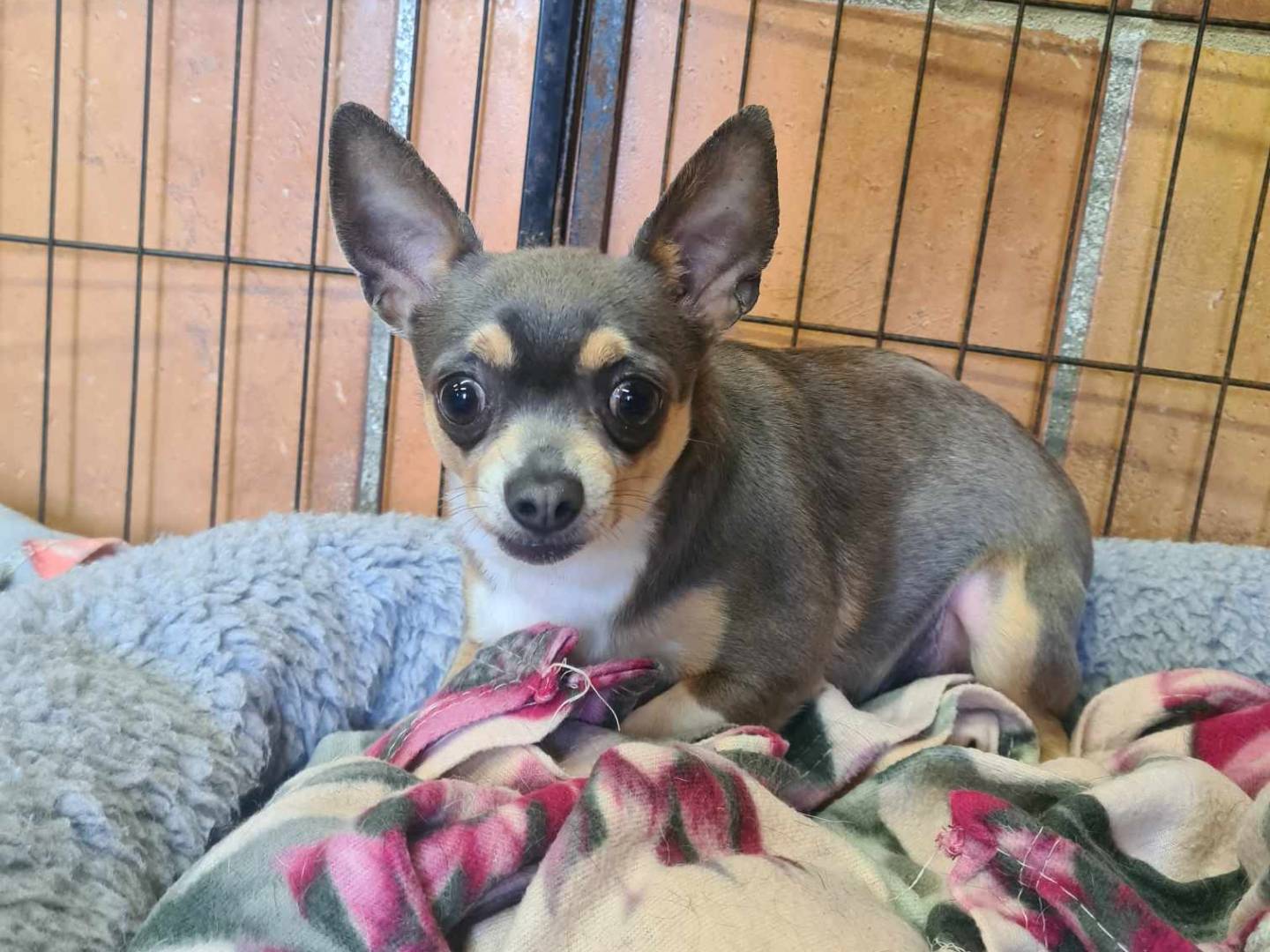 Adozione cane, femmina, Chihuahua Razza sconosciuta, 3 anni e 2 mesi, taglia piccola, Firenze