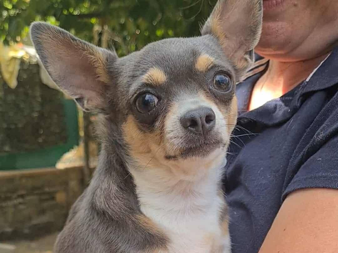Adotta un cane, femmina, 3 anni e 2 mesi, Firenze