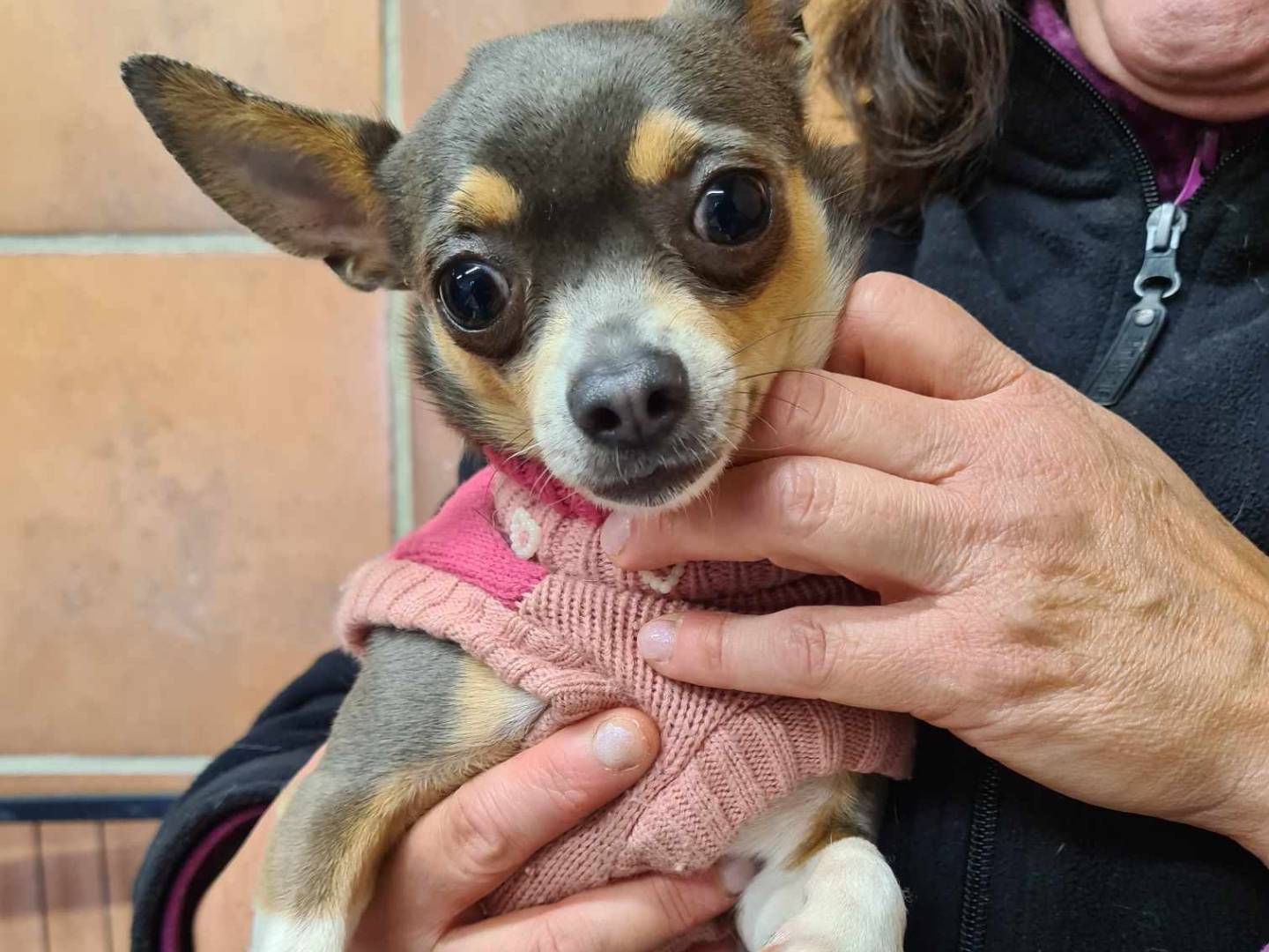 Adotta un cane, taglia piccola, femmina, Firenze