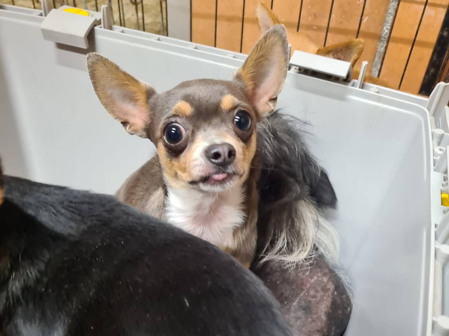 Vuoi adottare un cane a Firenze?