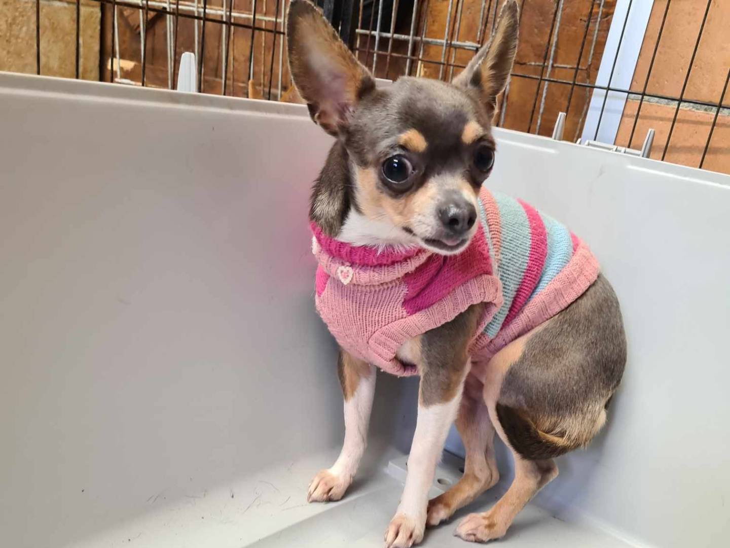 Adotta il cane PESCA a Firenze