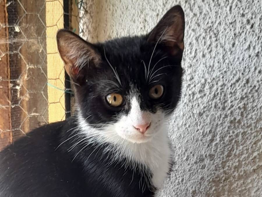 Adozione gatto, femmina, Razza sconosciuta Razza sconosciuta, 3 mesi, taglia non valida, Vicenza