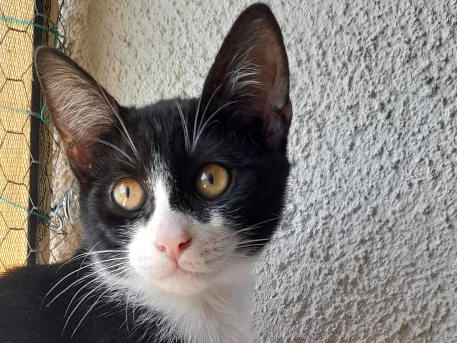 Adotta un gatto, femmina, 3 mesi, Vicenza