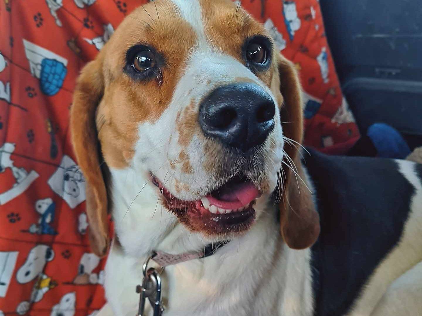 Adotta un cane, femmina, 1 anno e 6 mesi, Firenze