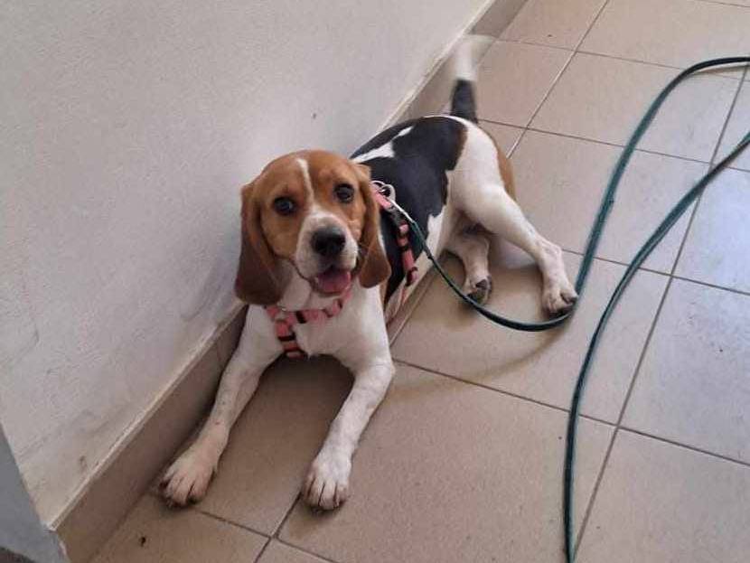 Adotta un cane, taglia media contenuta, femmina, Firenze