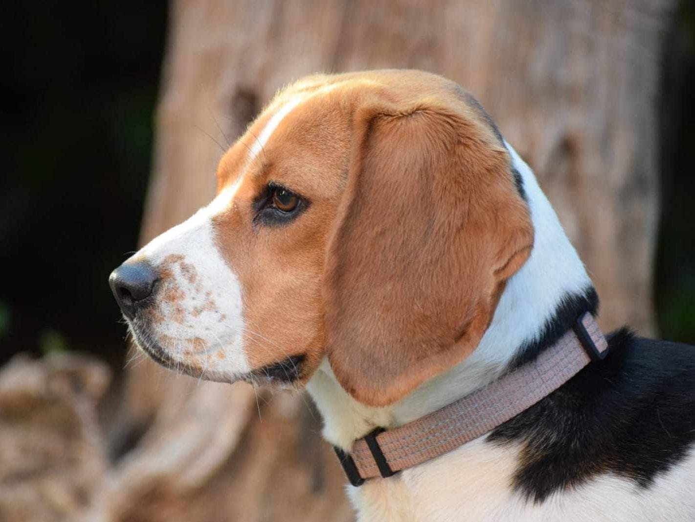 Adotta il cane SOIA a Firenze