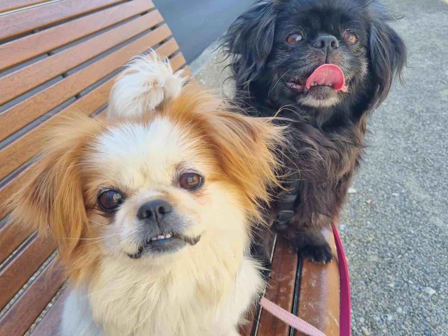 Adotta un cane, maschio, 7 anni e 9 mesi, Firenze