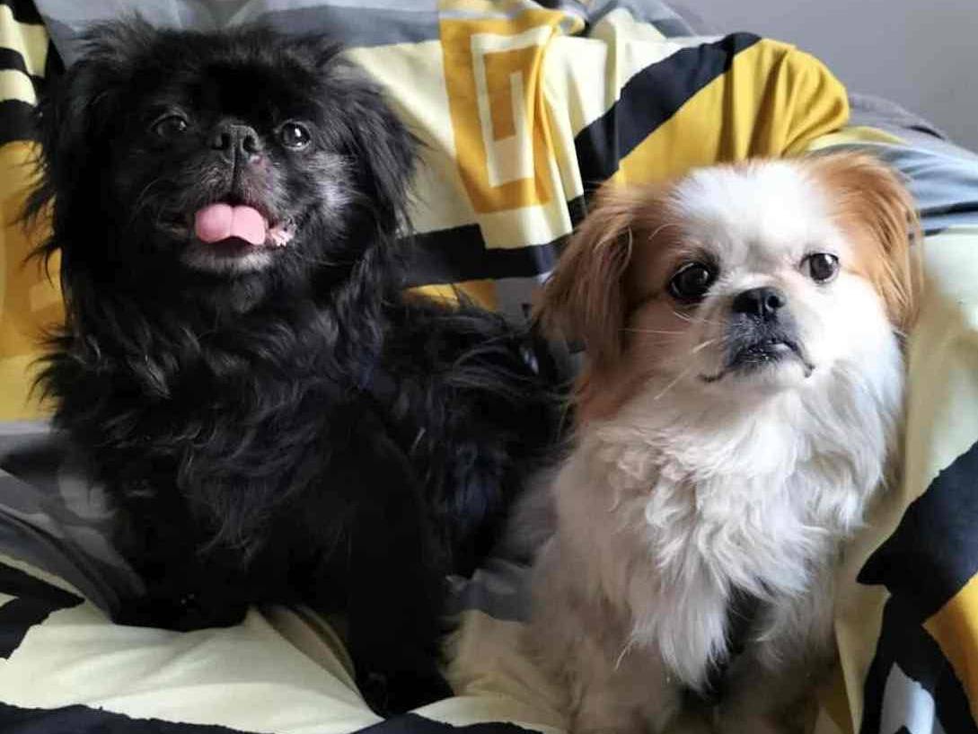 Adotta un cane, taglia piccola, maschio, Firenze