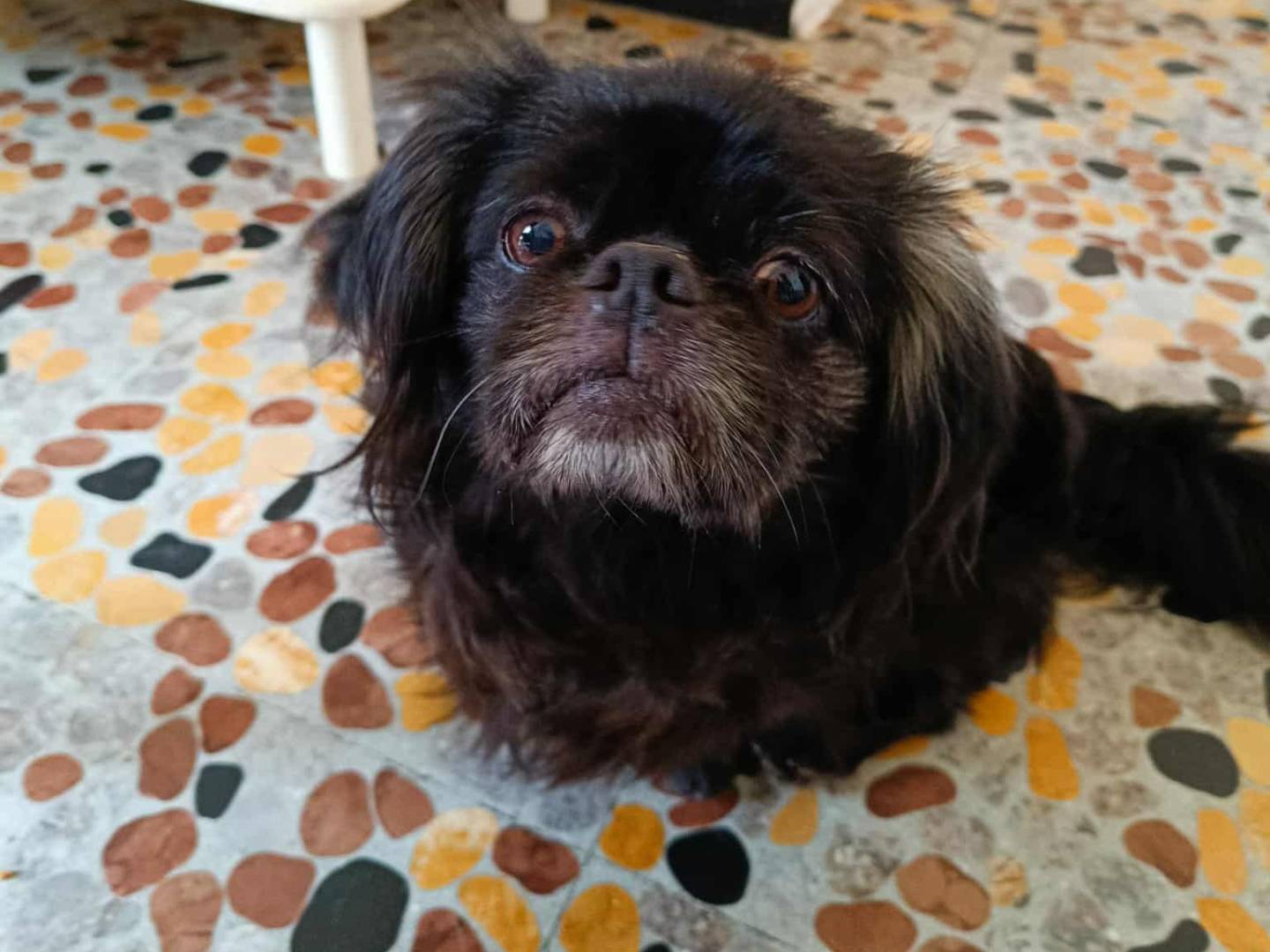 Vuoi adottare un cane a Firenze?