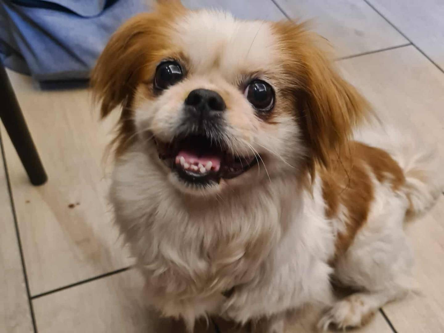 Adotta il cane BRAD e ANGELINA a Firenze