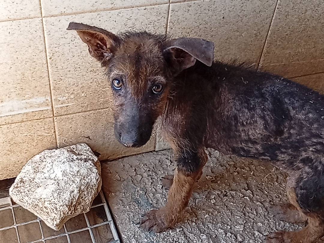 Vuoi adottare un cane a Bari?