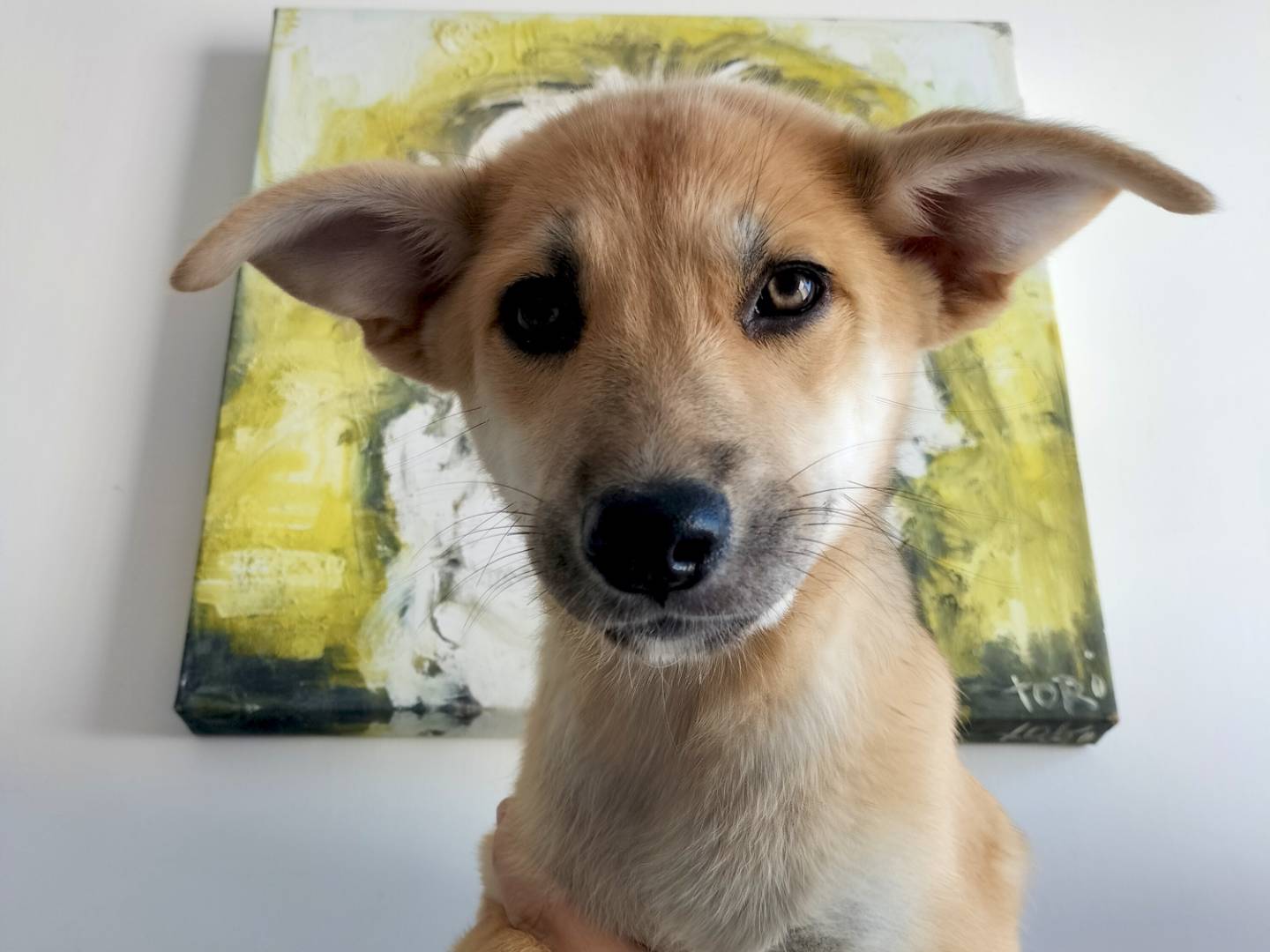 Adozione cane, femmina, Razza sconosciuta Razza sconosciuta, 2 mesi, taglia media, Bari