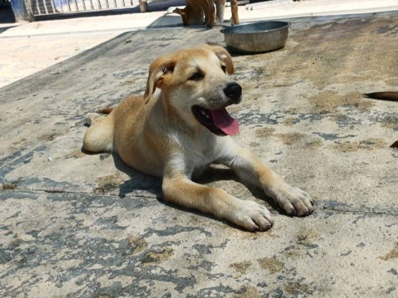 Adotta un cane, femmina, 2 mesi, Bari