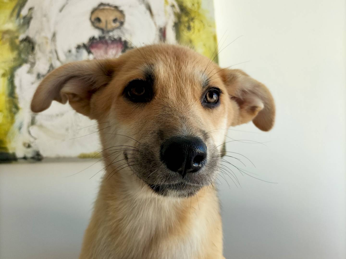 Adotta un cane, taglia media, femmina, Bari