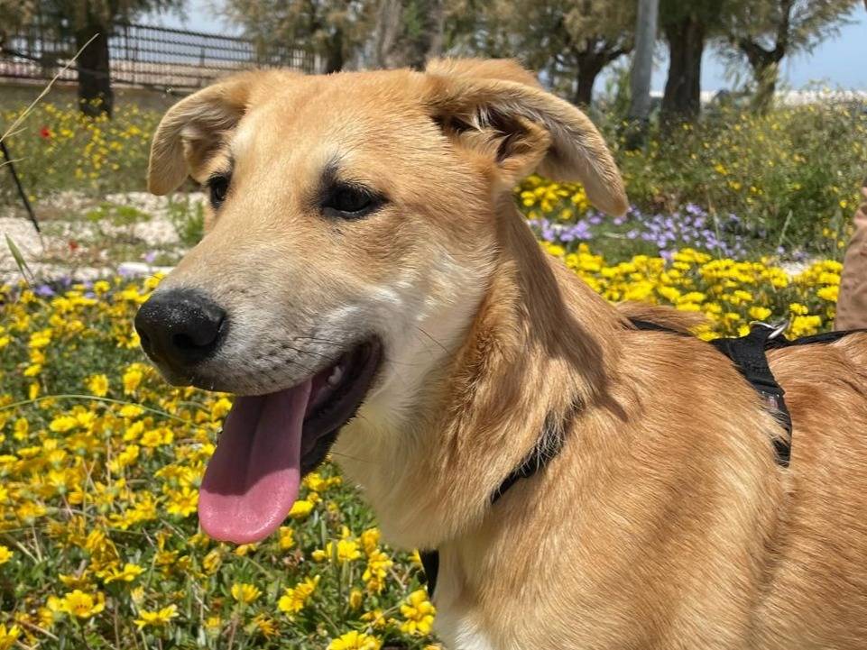Adozione cane, maschio, Razza sconosciuta Razza sconosciuta, 6 mesi, taglia media, Bari